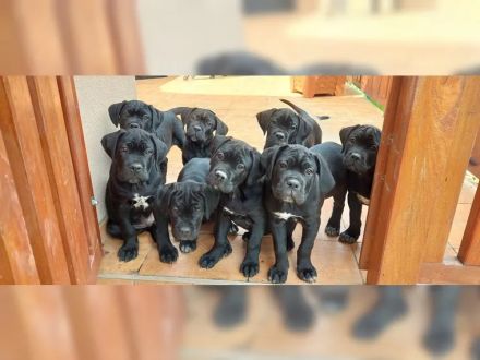Tiefschwarze cane corso Welpen mit Champion Herkunft