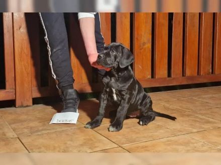 Tiefschwarze cane corso Welpen mit Champion Herkunft