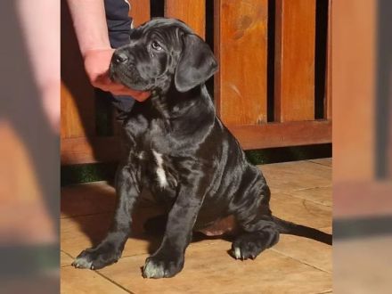 Tiefschwarze cane corso Welpen mit Champion Herkunft