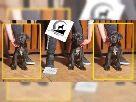 Tiefschwarze cane corso Welpen mit Champion Herkunft
