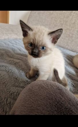 5 flauschige Siam kitten suchen bald ein zu Hause.