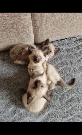 5 flauschige Siam kitten suchen bald ein zu Hause.