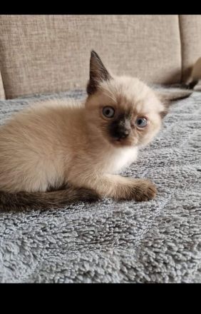 5 flauschige Siam kitten suchen bald ein zu Hause.
