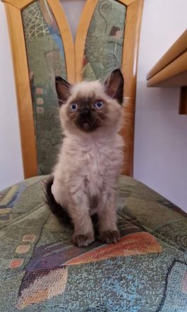 5 flauschige Siam kitten suchen bald ein zu Hause.