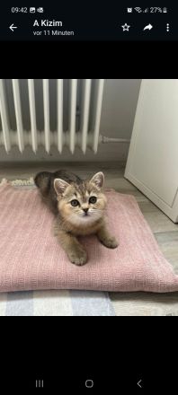 BRITISCH KURZHAAR KITTEN