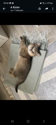 BRITISCH KURZHAAR KITTEN