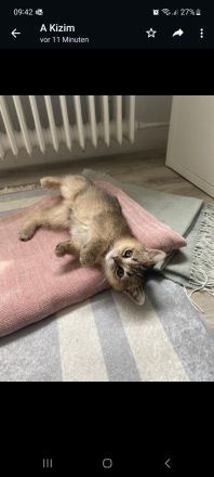 BRITISCH KURZHAAR KITTEN