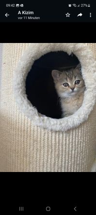BRITISCH KURZHAAR KITTEN