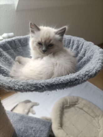 Ragdoll kitten