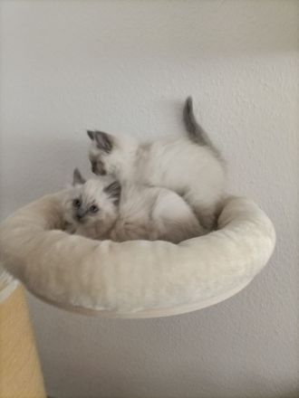 Ragdoll kitten