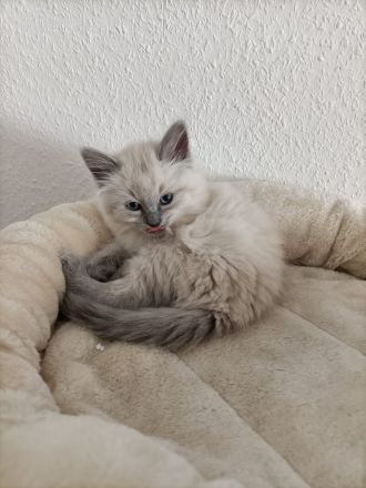 Ragdoll kitten