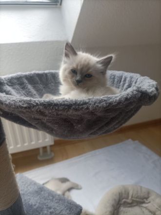 Ragdoll kitten