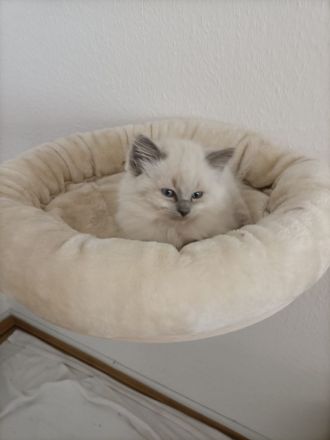 Ragdoll kitten