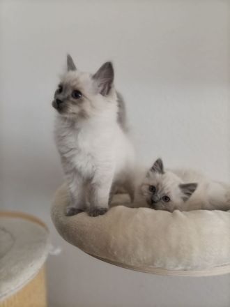 Ragdoll kitten