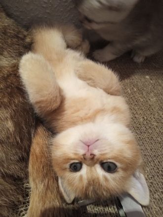 2 süße BKH Kätzchen, Katzenbaby