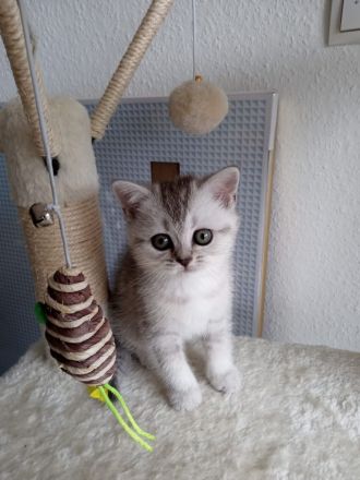 2 süße BKH Kätzchen, Katzenbaby