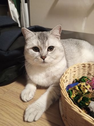 2 süße BKH Kätzchen, Katzenbaby