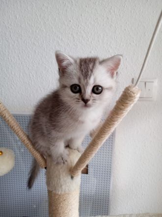 2 süße BKH Kätzchen, Katzenbaby