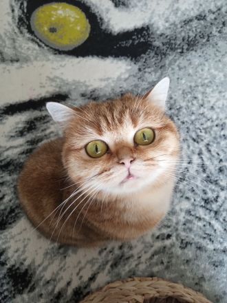 2 süße BKH Kätzchen, Katzenbaby