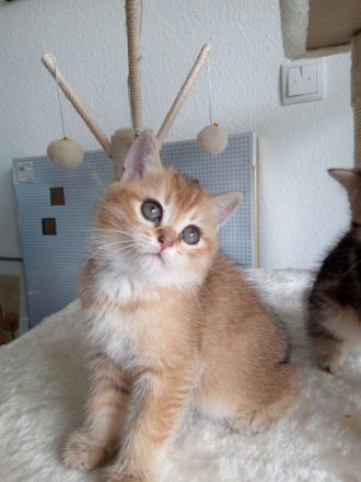 2 süße BKH Kätzchen, Katzenbaby