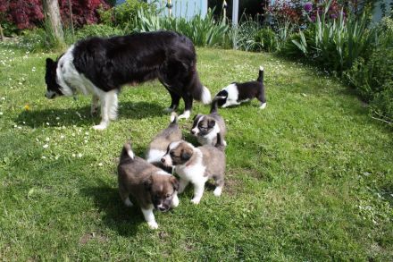 Border Collie Welpen