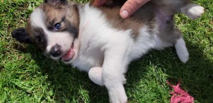 Border Collie Welpen