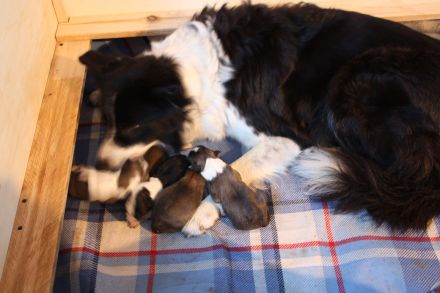 Border Collie Welpen