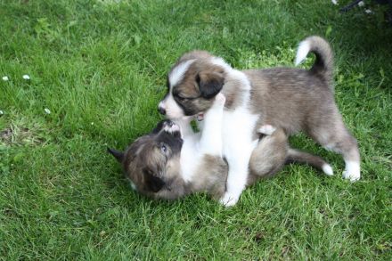 Border Collie Welpen