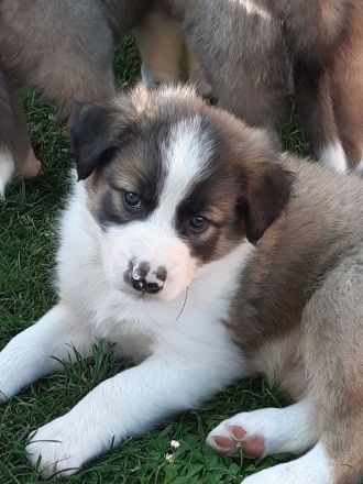 Border Collie Welpen