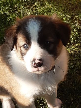 Border Collie Welpen