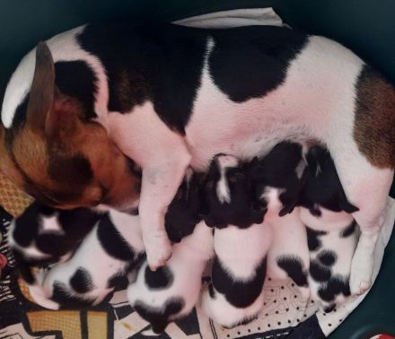 Jack Russel Welpen zuverkaufen