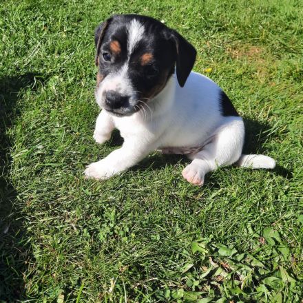 Jack Russel Welpen zuverkaufen