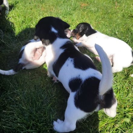 Jack Russel Welpen zuverkaufen