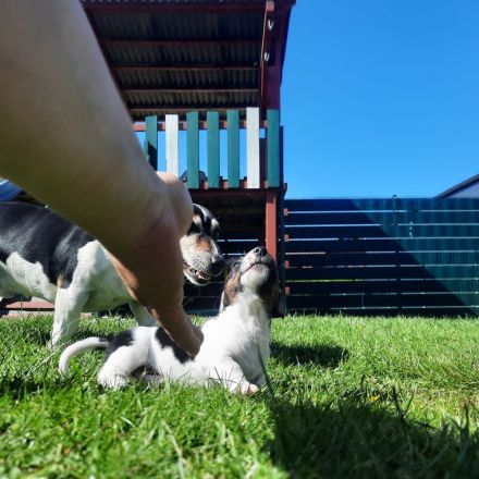 Jack Russel Welpen zuverkaufen