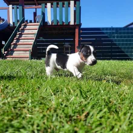 Jack Russel Welpen zuverkaufen