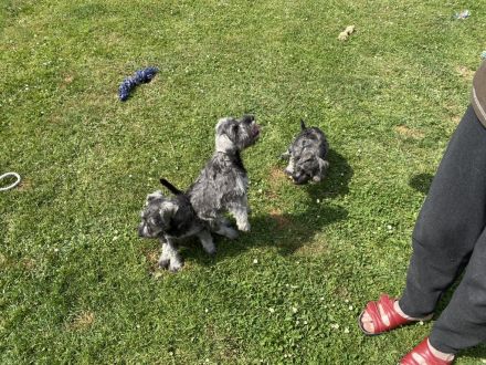 Zwergschnauzer pfeffersalz direkt vom Züchter eine alte, sehr robuste, gesunde Rasse