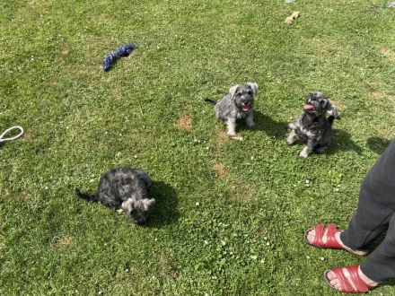 Zwergschnauzer pfeffersalz direkt vom Züchter eine alte, sehr robuste, gesunde Rasse