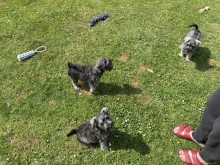 Zwergschnauzer pfeffersalz direkt vom Züchter eine alte, sehr robuste, gesunde Rasse