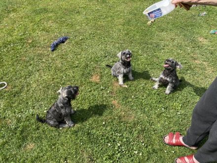 Zwergschnauzer pfeffersalz direkt vom Züchter eine alte, sehr robuste, gesunde Rasse