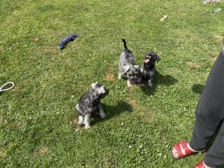 Zwergschnauzer pfeffersalz direkt vom Züchter eine alte, sehr robuste, gesunde Rasse