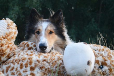 Deckerfahrener Amerikanischer Langhaarcollie Dark Sable Merle Harlekin