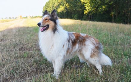 Deckerfahrener Amerikanischer Langhaarcollie Dark Sable Merle Harlekin