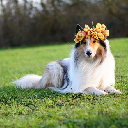 Deckerfahrener Amerikanischer Langhaarcollie Dark Sable Merle Harlekin