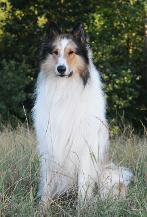 Deckerfahrener Amerikanischer Langhaarcollie Dark Sable Merle Harlekin