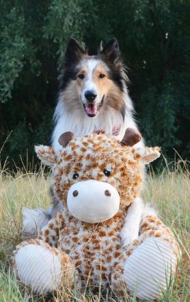 Deckerfahrener Amerikanischer Langhaarcollie Dark Sable Merle Harlekin