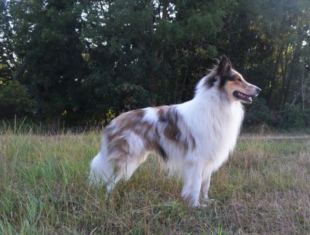 Deckerfahrener Amerikanischer Langhaarcollie Dark Sable Merle Harlekin