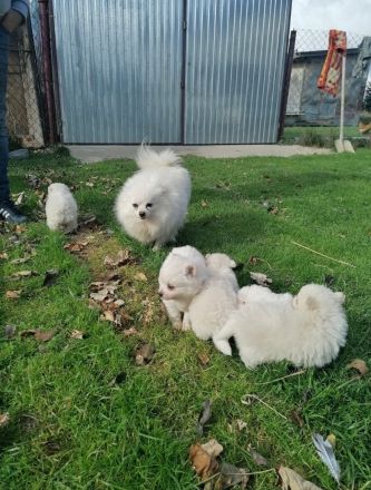 Zwergspitz Pomeranian Welpen