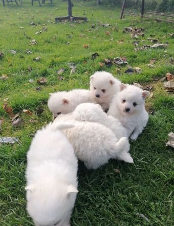 Zwergspitz Pomeranian Welpen