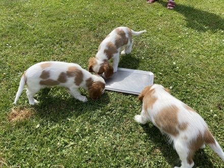 Wunderschöne reinrassige Cavalier-King-Charles Welpen