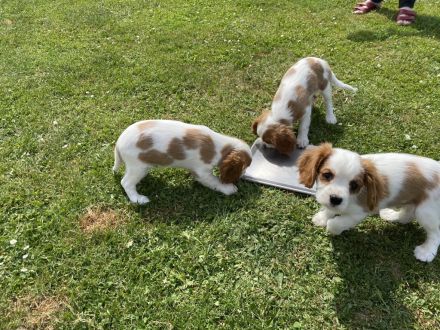 Wunderschöne reinrassige Cavalier-King-Charles Welpen